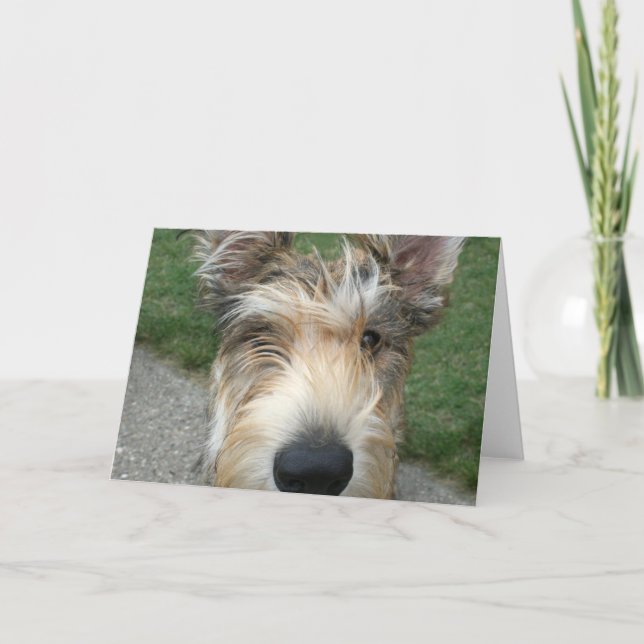 Berger de Picard Card (Front)