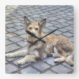 Berger de Picardie Square Wall Clock