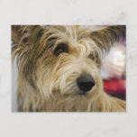 Berger Picard Dog  Postcard