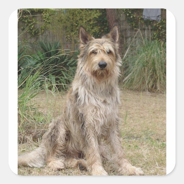 Berger_Picard sitting 2 Square Sticker (Front)