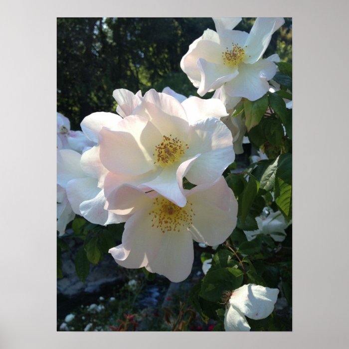 Berkeley Rose Garden   White Rose Poster