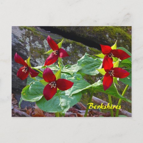 Berkshires Massachusetts Red Trillium Wildflower Postcard