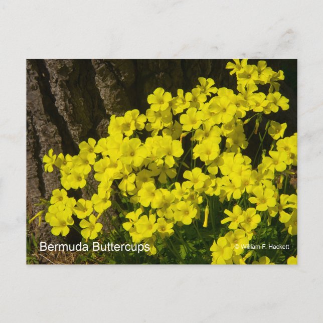 Bermuda Buttercup Sunset SB California Products Postcard (Front)