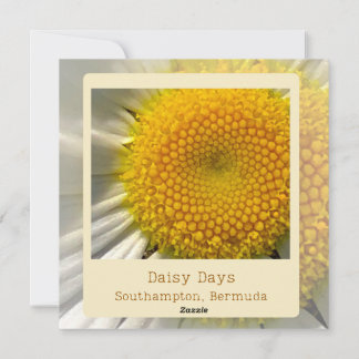 Bermuda Daisy Flat Card