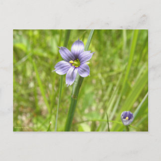 Bermudienne à feuilles étroites postcard