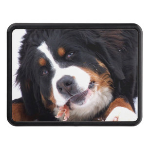 berna sennen dog with chicken foot trailer hitch cover