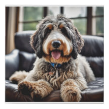 Bernedoodle Canvas Portrait