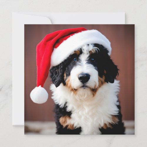 Bernedoodle Christmas