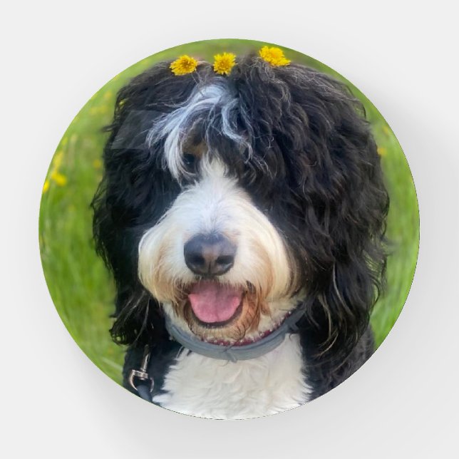 Bernedoodle dog with yellow flowers in hair paperweight (Front)