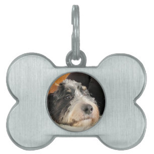 Bernedoodle Pet ID Tag
