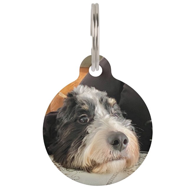 Bernedoodle Pet ID Tag (Front)