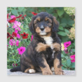 Bernedoodle puppy in petunias (Front)