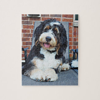 Bernedoodle puzzle