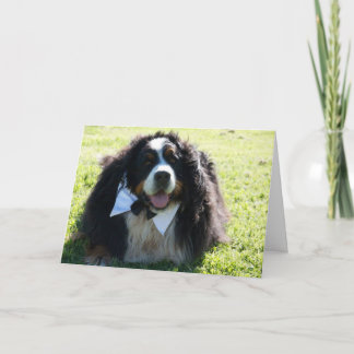 Berner Nation greeting cards