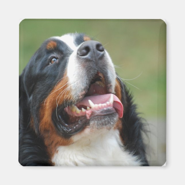 Berner Sennenhund Dog Magnet (Front)