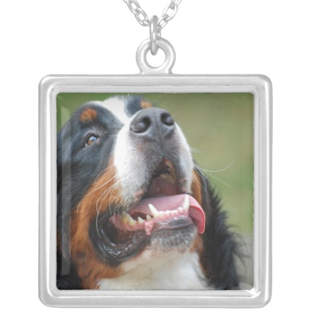 Berner Sennenhund Dog Necklace (Front)