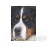 Berner Sennenhund Greeting Card
