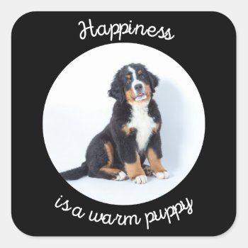 Berner Sennenhund - Happiness is a warm puppy   Square Sticker
