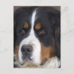 Berner Sennenhund Postcard