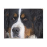Berner Sennenhund Postcard
