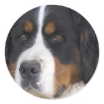 Berner Sennenhund Sticker