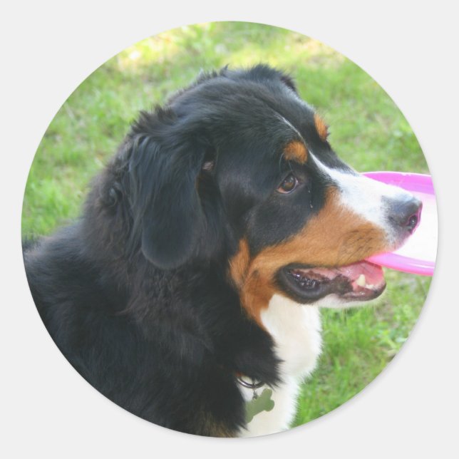 Berner with Frisbee Classic Round Sticker (Front)