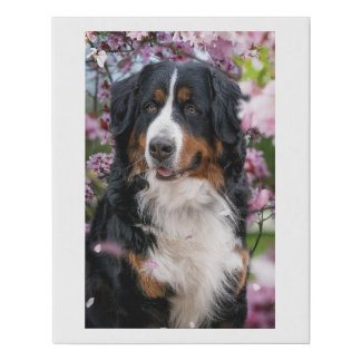 Bernese Faux Canvas Print