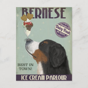 Bernese Ice Cream Postcard