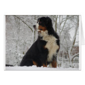 Bernese Mountain Dog (Front Horizontal)