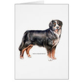 Bernese Mountain Dog (Front)