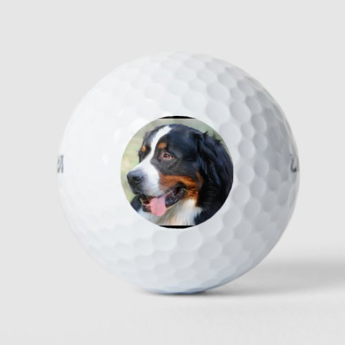 bernese_mountain_dog_10 golf balls