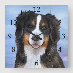Bernese Mountain Dog 125 blue Square Wall Clock