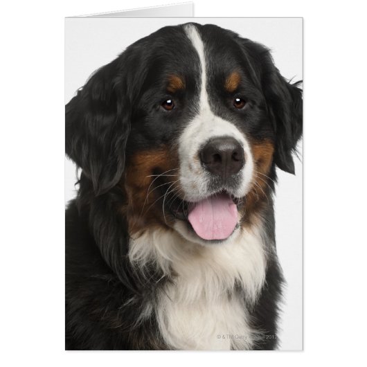 Bernese Mountain Dog (1 year old) Cards (Front)