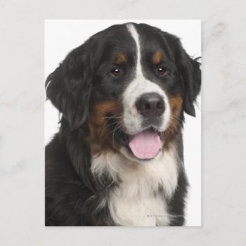 Bernese Mountain Dog (1 Year Old) Postcard by prophoto at Zazzle