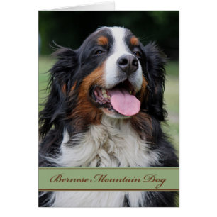 Bernese Mountain Dog Any Occasion Blank Inside Cards