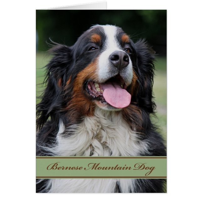 Bernese Mountain Dog Any Occasion Blank Inside Cards (Front)