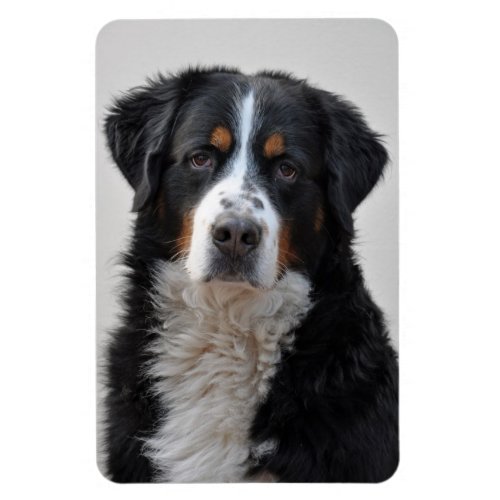 Bernese Mountain dog beautiful photo gift Magnet
