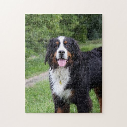 Bernese Mountain dog beautiful photo jigsaw puzzle