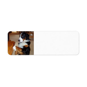 bernese-mountain-dog-begging.png label