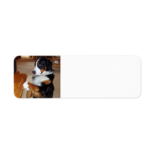 bernese-mountain-dog-begging.png label (Front)