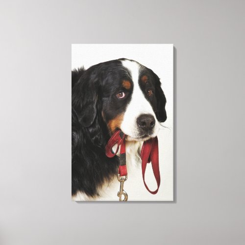 Bernese Mountain Dog Berner Sennenhund with Canvas Print