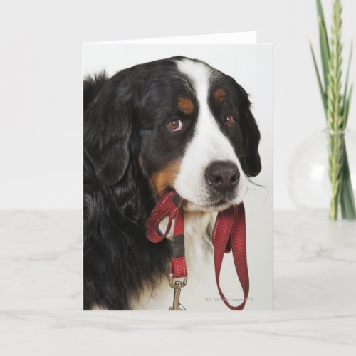 Bernese Mountain Dog Berner Sennenhund with Card