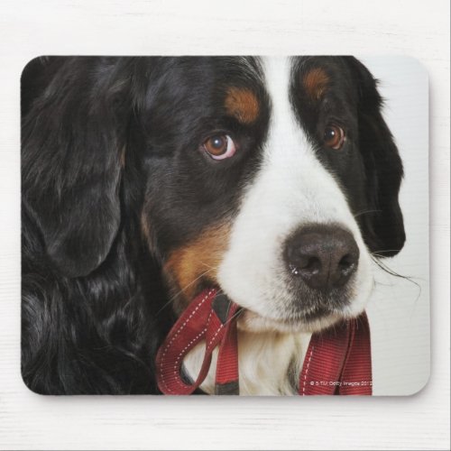 Bernese Mountain Dog Berner Sennenhund with Mouse Pad