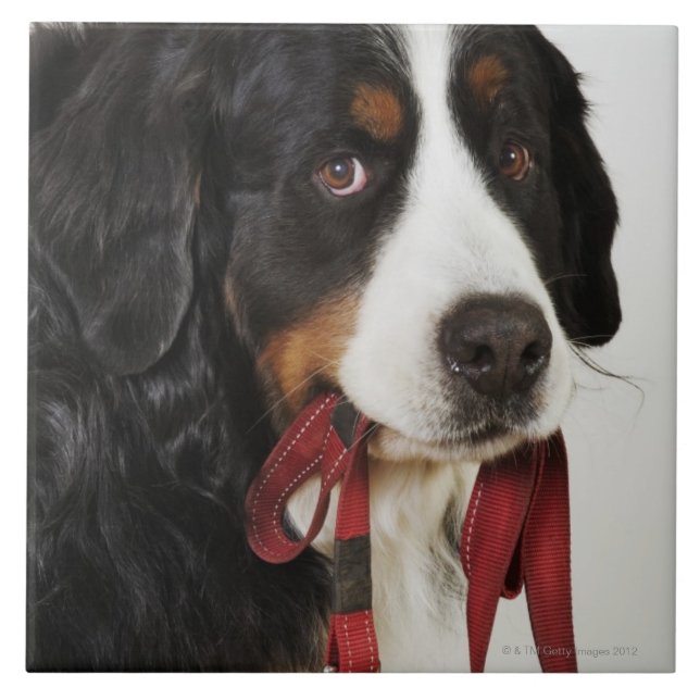 Bernese Mountain Dog (Berner Sennenhund) with Tile (Front)
