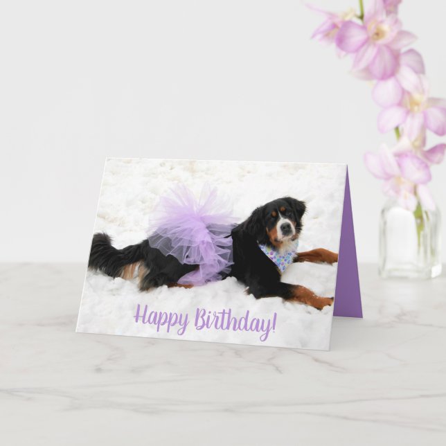 Bernese Mountain Dog Birthday Card (Orchid)