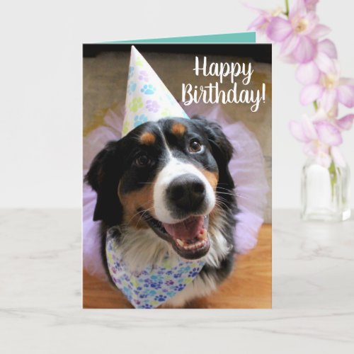 Bernese Mountain Dog Birthday Card