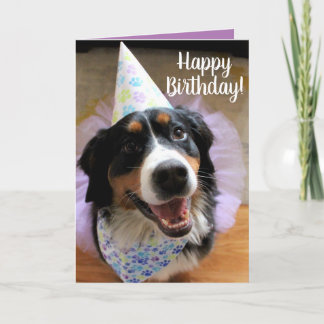 Bernese Mountain Dog Birthday Card
