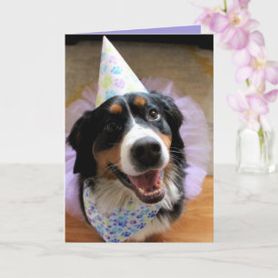 Bernese Mountain Dog Birthday Card