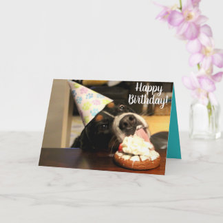 Bernese Mountain Dog Birthday Card