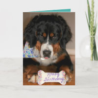 Bernese Mountain Dog Birthday 